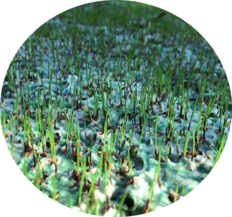 Grass seed mat germination