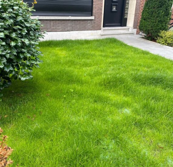 Mow the lawn - turf quick